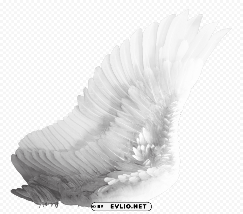 wings white Transparent PNG images database