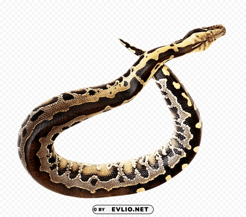 anaconda PNG pictures with no background required