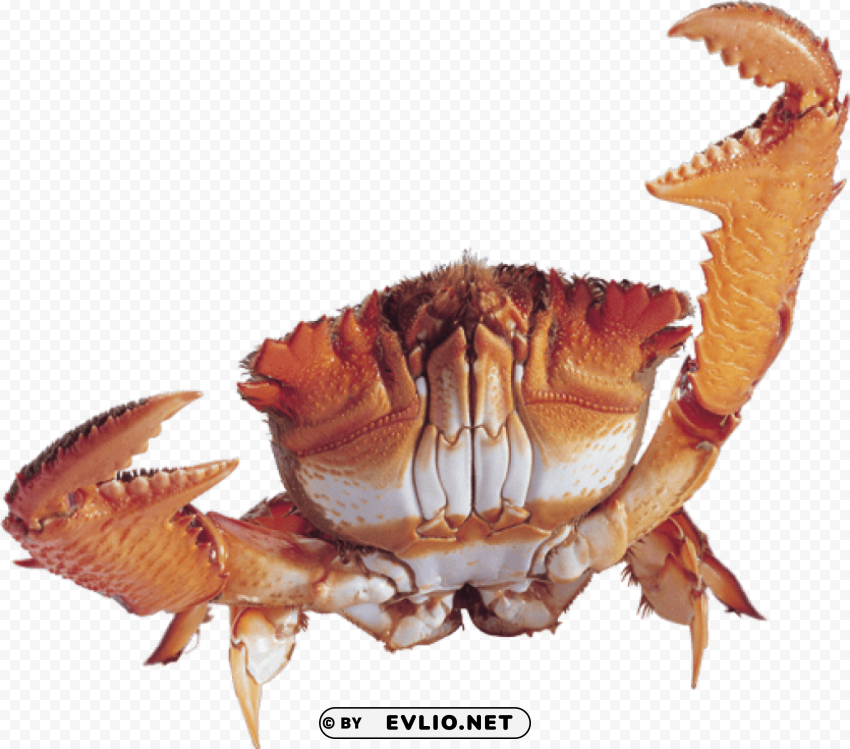 crab Isolated Design Element on Transparent PNG