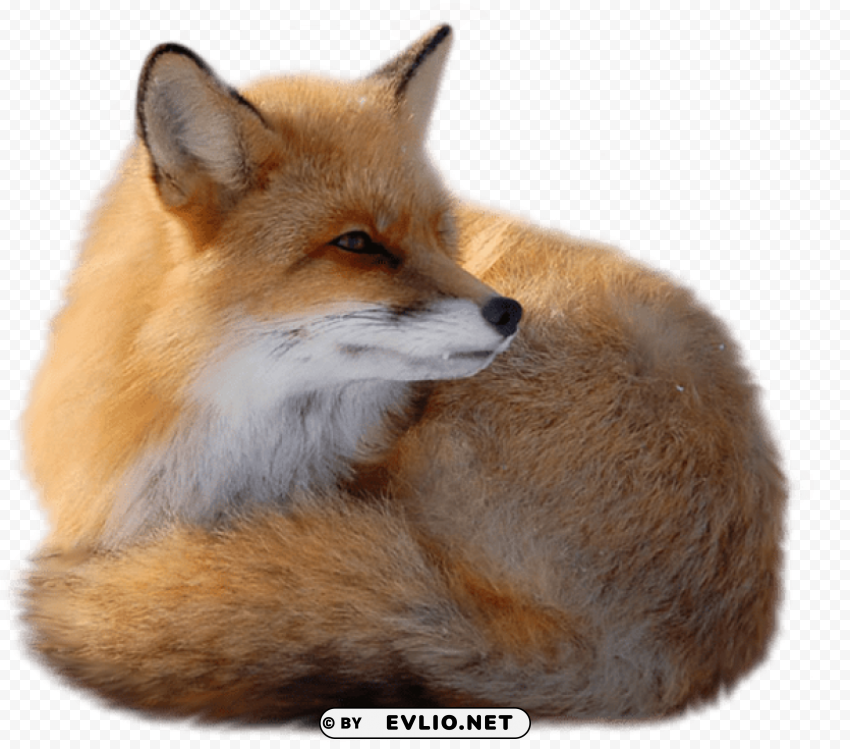 fox HighQuality Transparent PNG Isolation