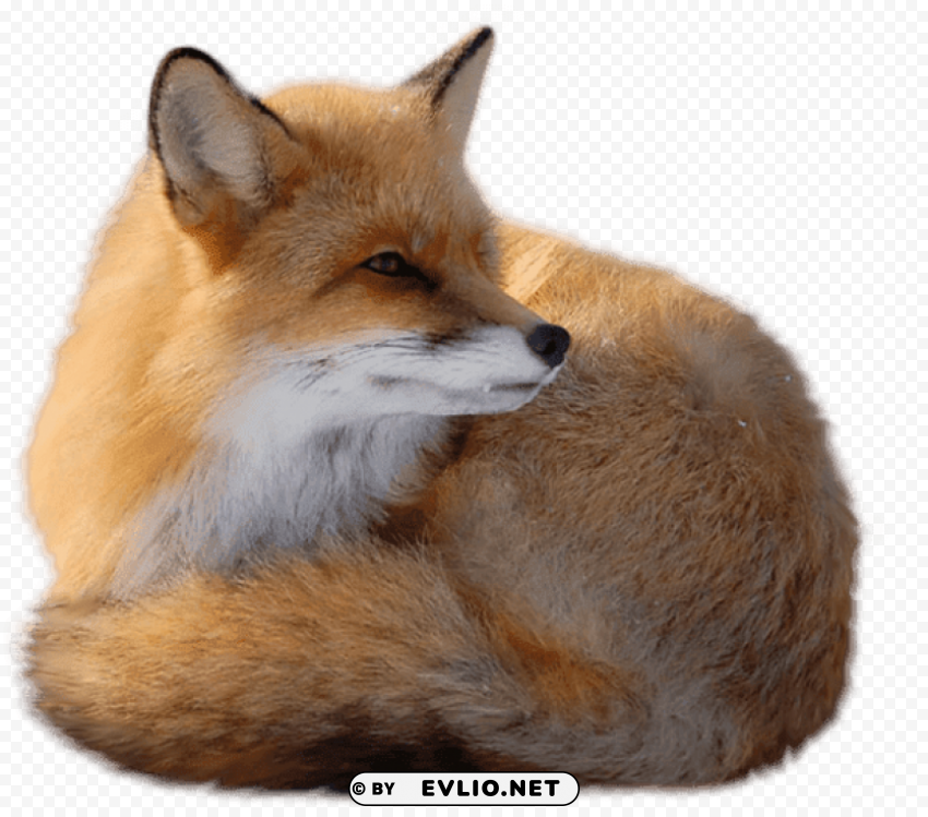 Fox Isolated Element On Transparent PNG