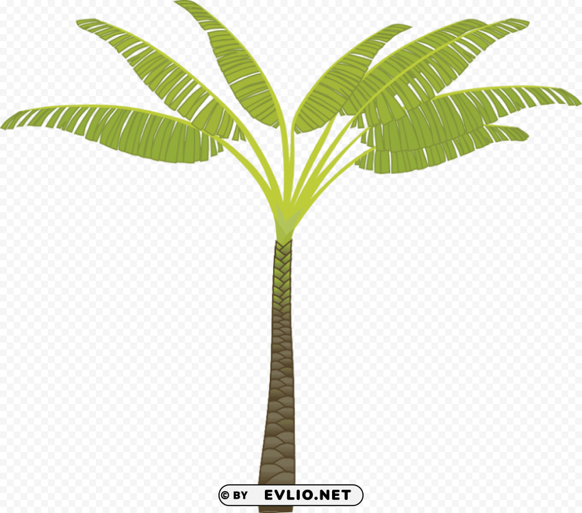 palm tree Transparent PNG photos for projects clipart png photo - f76371d6