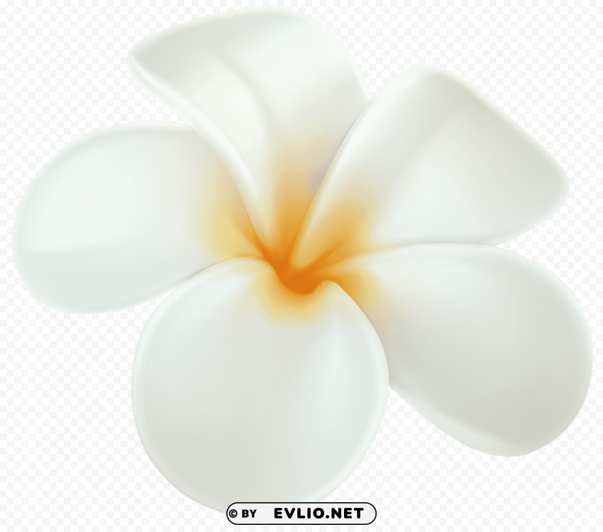 plumeria PNG images with transparent canvas compilation clipart png photo - 6b9e228f