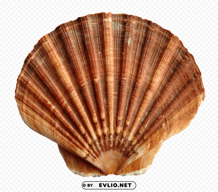 sea ocean shell PNG Isolated Object with Clear Transparency