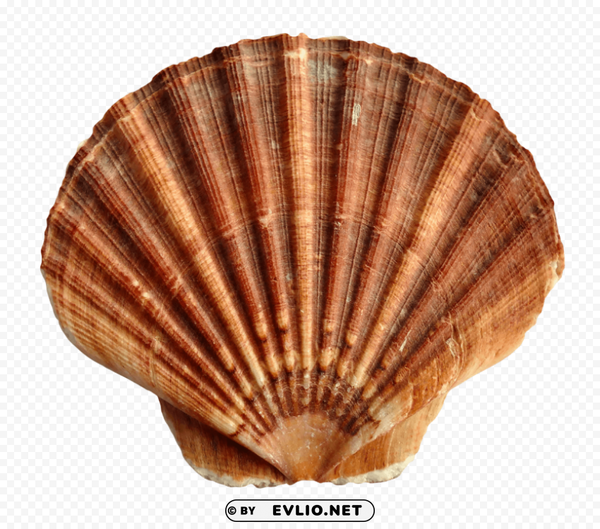 PNG image of Sea Shell Transparent PNG images bulk package with a clear background - Image ID a9a8b2e7