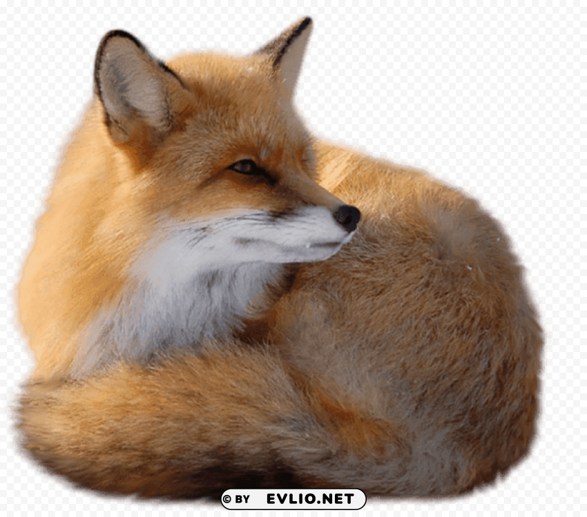 sitting fox PNG transparent photos massive collection