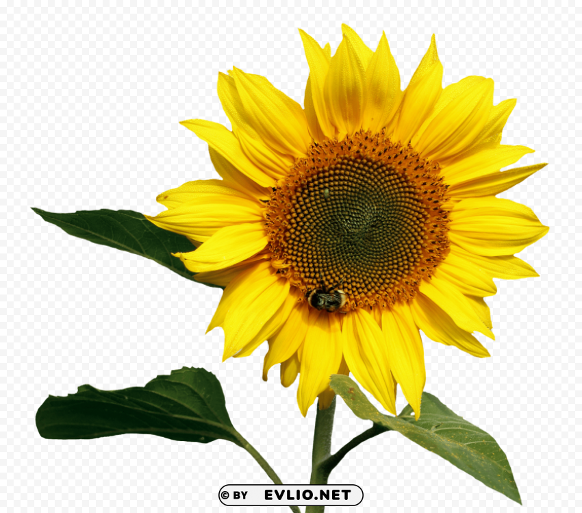 sunflower Transparent PNG images extensive variety