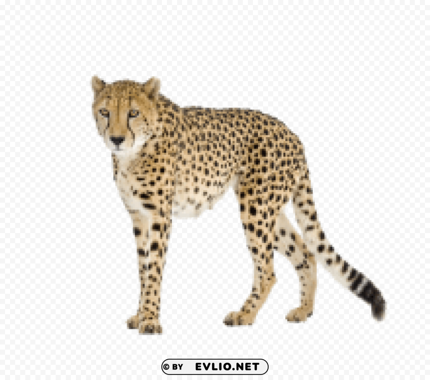 cheetah PNG for digital design