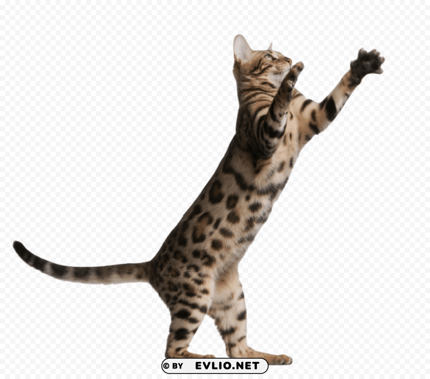 cute kittens photo High-resolution transparent PNG images variety