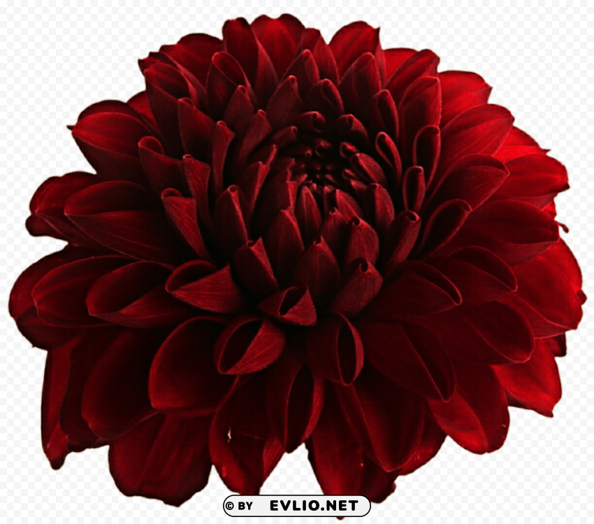 PNG image of dahlia PNG high quality with a clear background - Image ID 813475a4