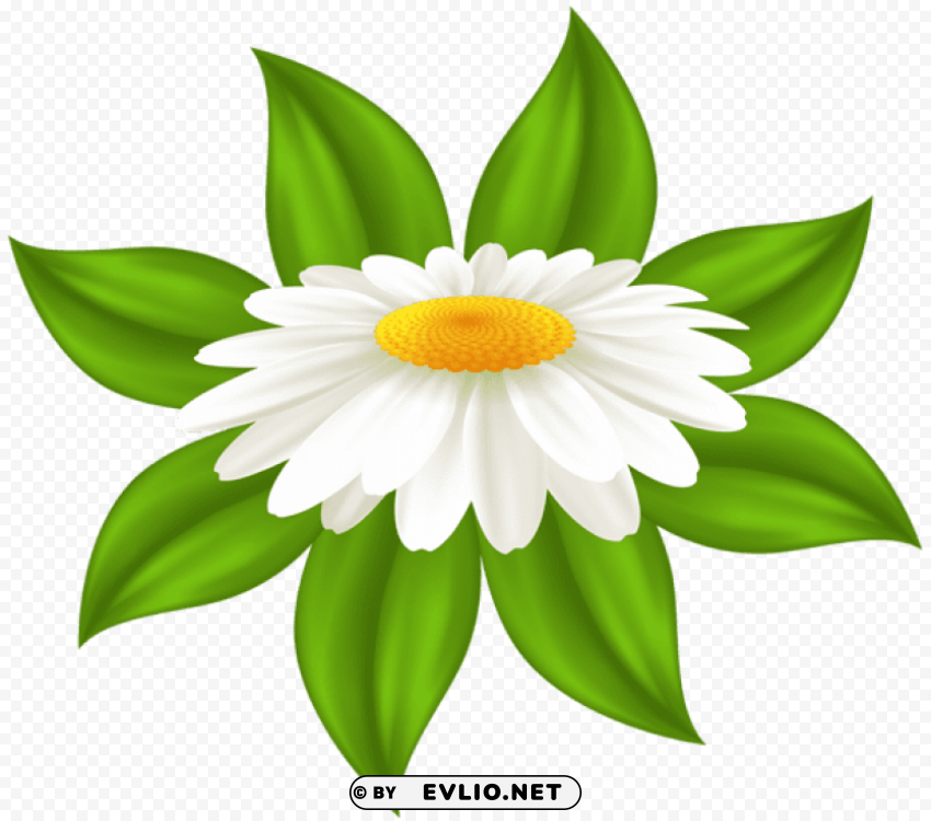 daisy transparent PNG images with alpha transparency wide selection