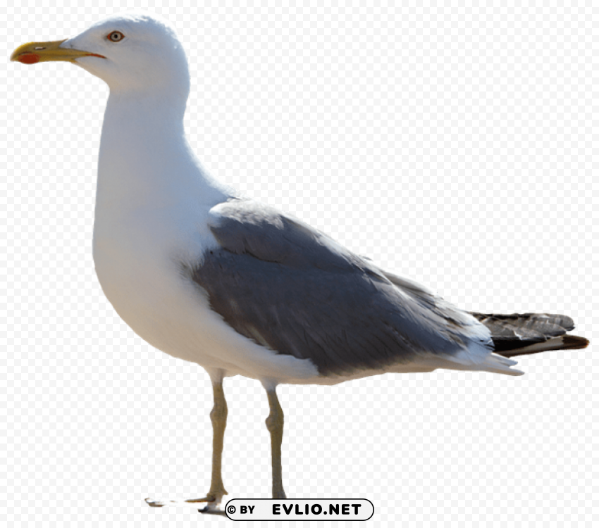 gull PNG with clear transparency png images background - Image ID 34bd1cb1