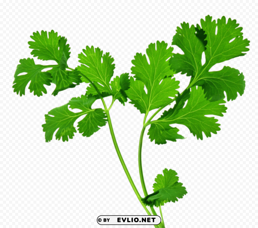 PNG image of herb Transparent PNG Isolated Graphic Element with a clear background - Image ID eb59f7a2