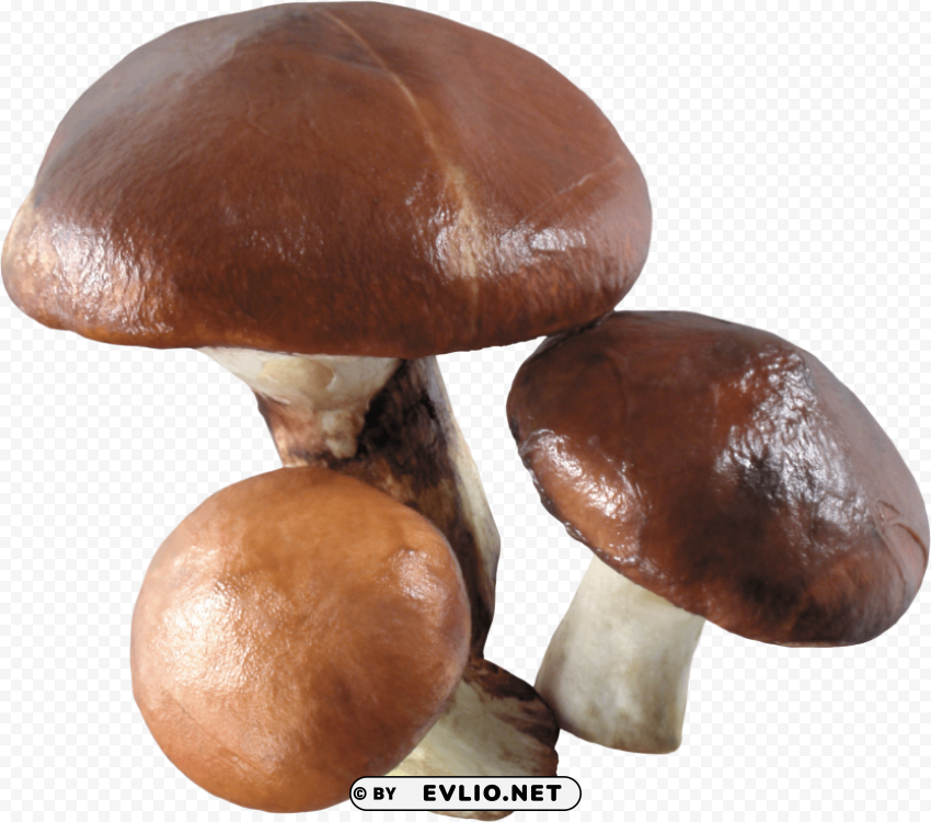 mushroom PNG clipart with transparent background