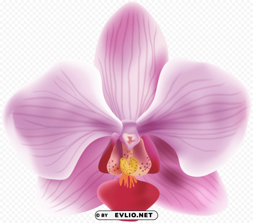 orchid PNG transparent pictures for projects
