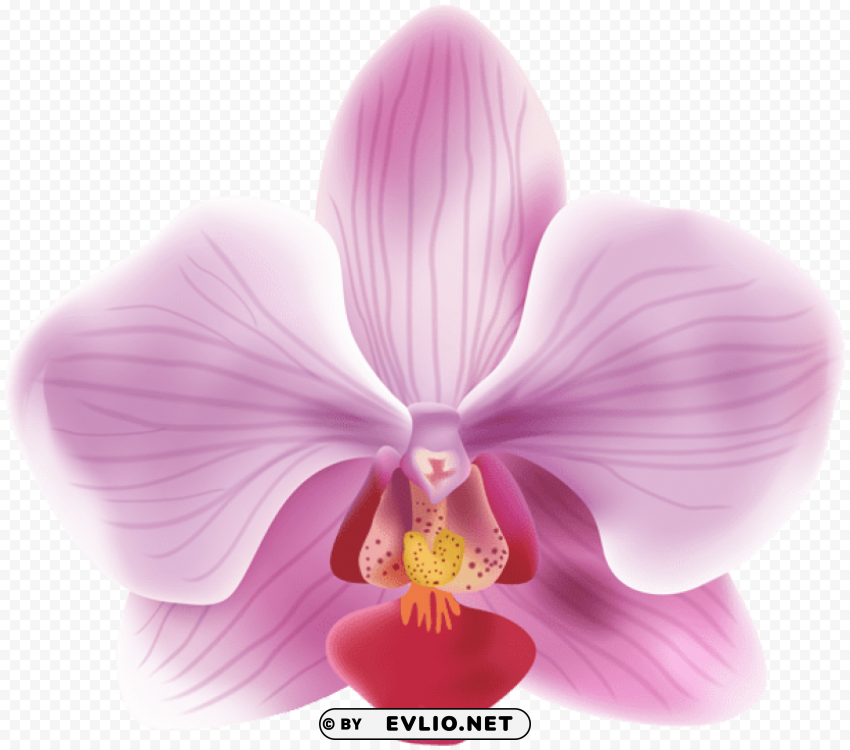 Orchid PNG Transparent Pictures For Projects