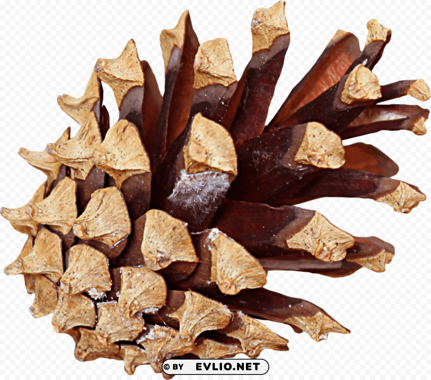 pine cone Isolated Artwork in HighResolution Transparent PNG