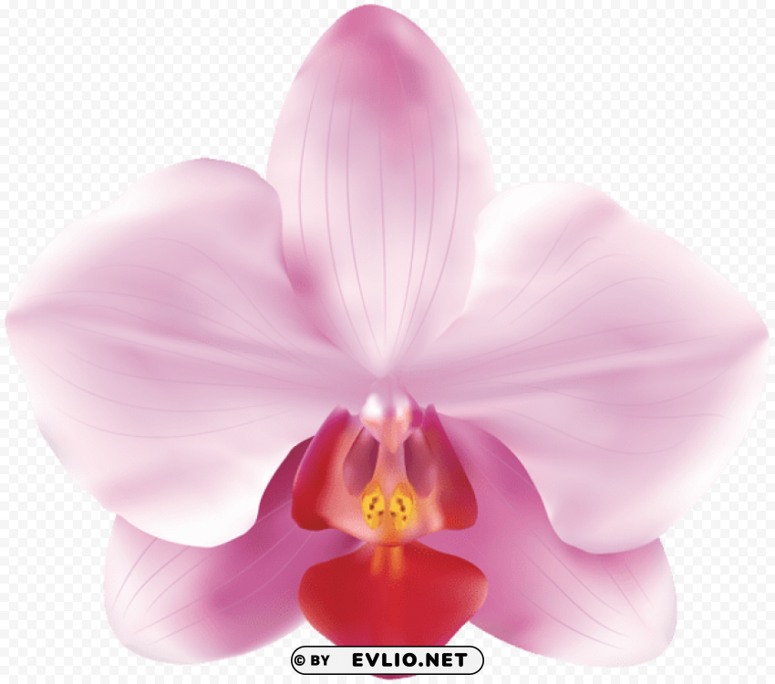pink orchids PNG transparent photos vast collection