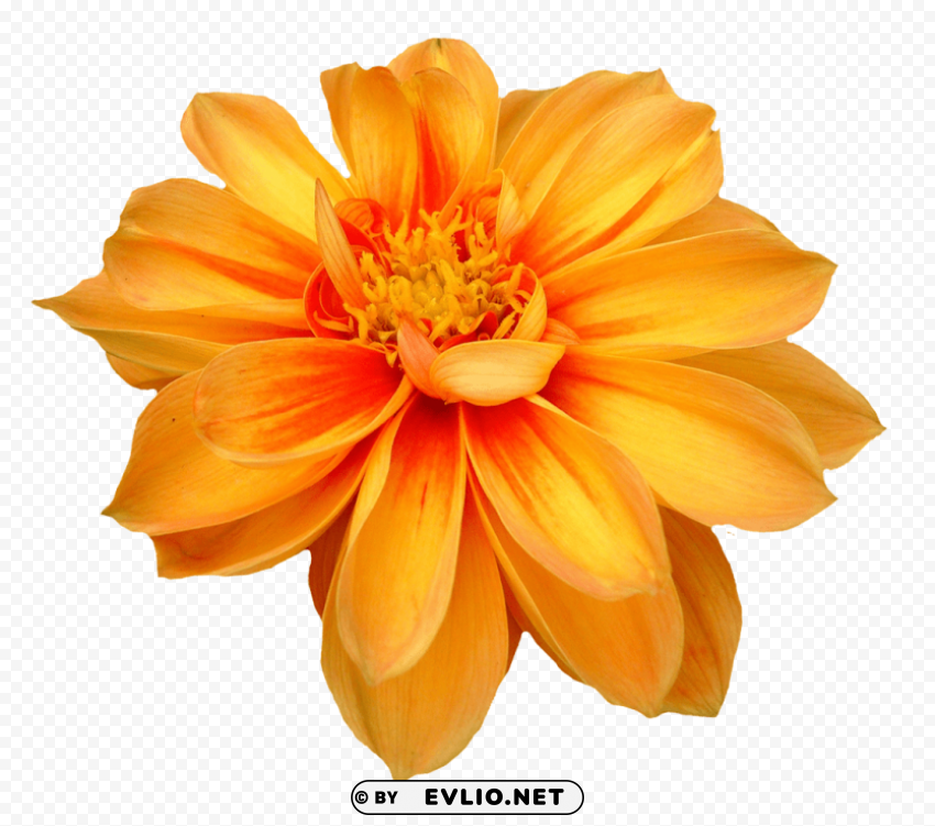 dahlia flower Clear PNG pictures broad bulk