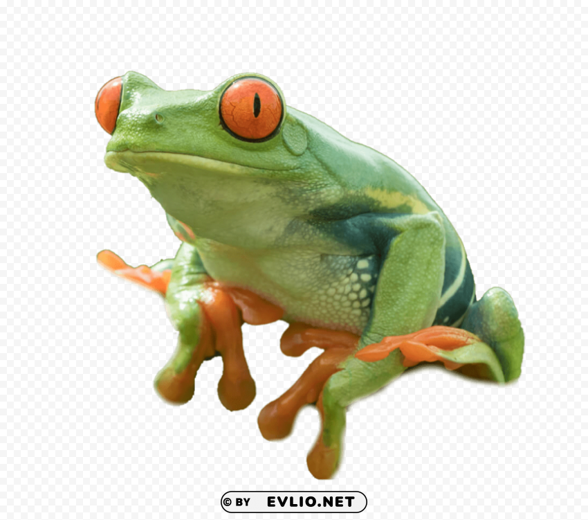 frog pic PNG transparent photos extensive collection