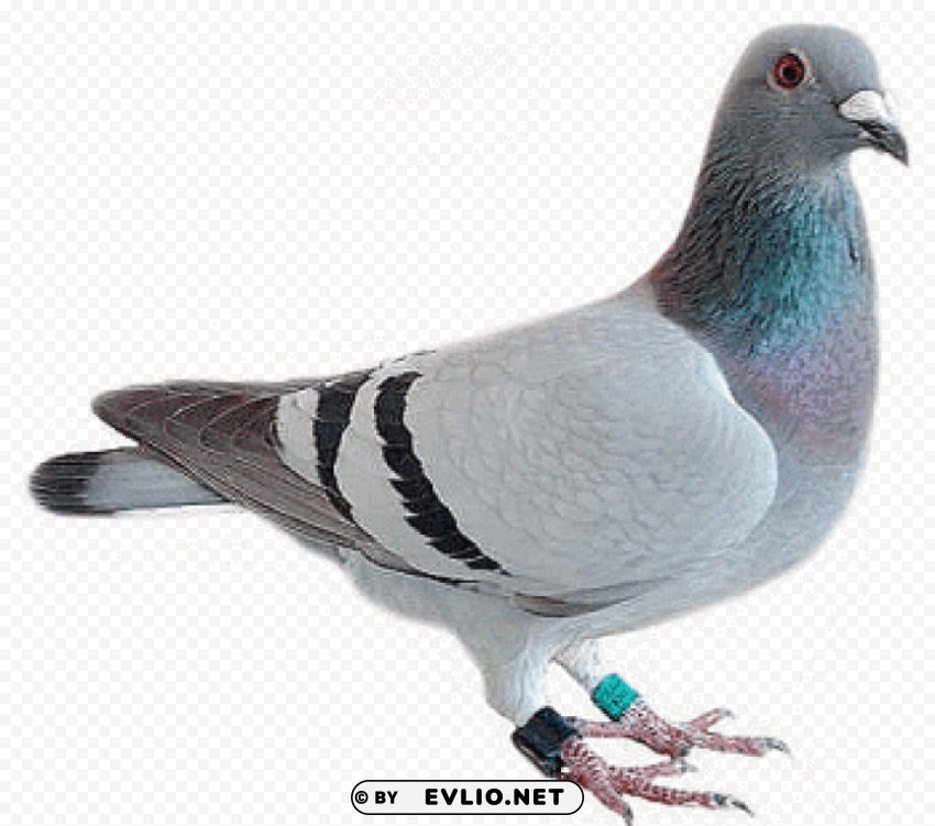 pigeon looking PNG Image with Isolated Element