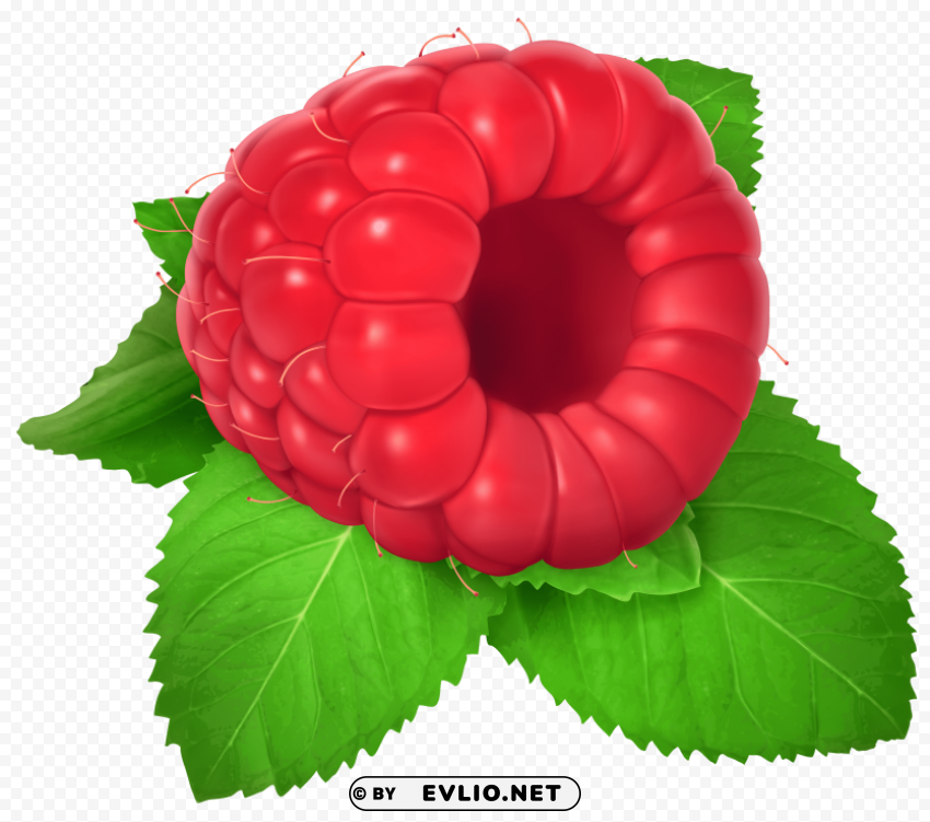 Raspberry PNG With No Background For Free