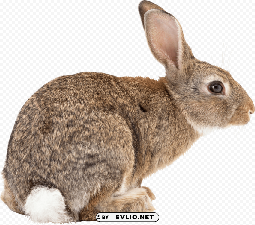 brown rabbit sideview PNG Image Isolated on Transparent Backdrop png images background - Image ID 0a6469ec