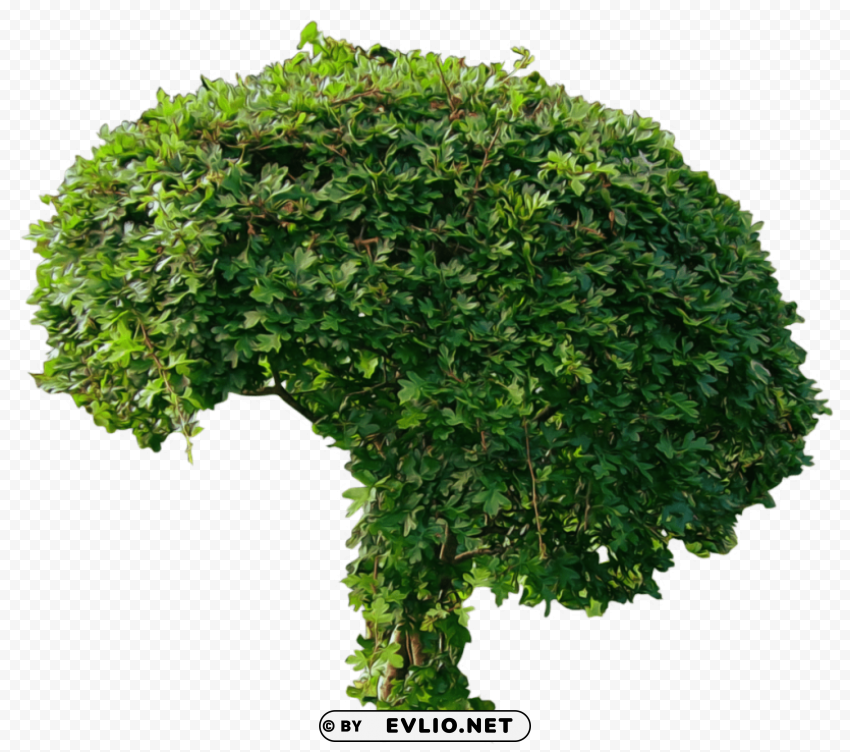bush ClearCut Background PNG Isolated Subject