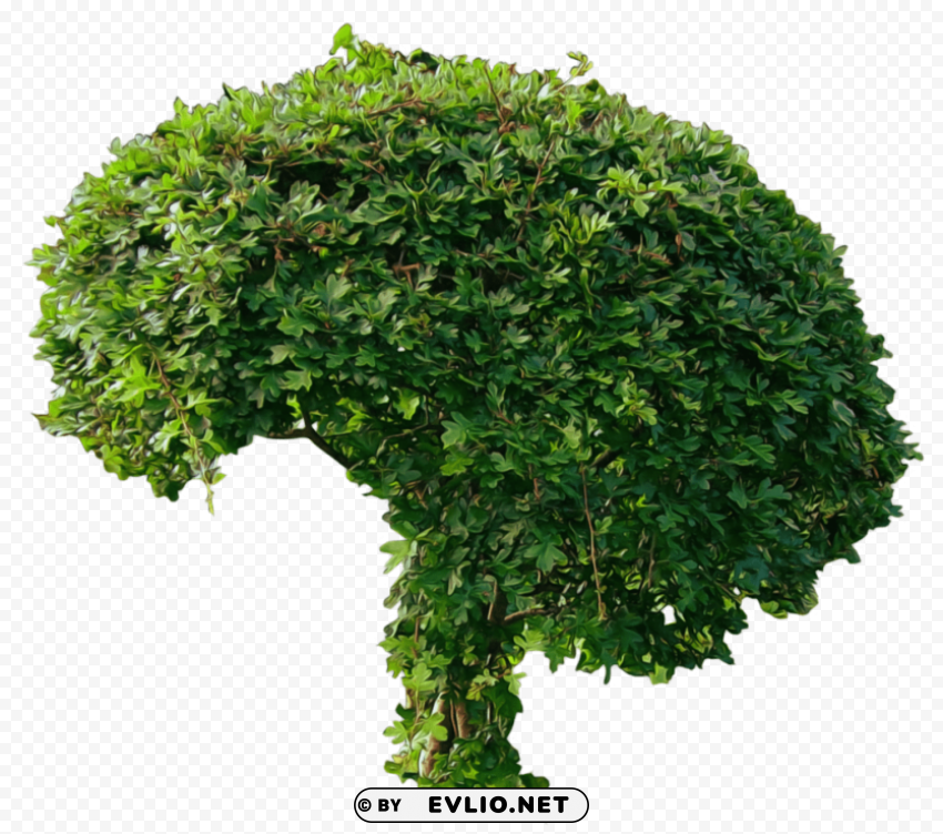 Bush ClearCut Background PNG Isolated Subject