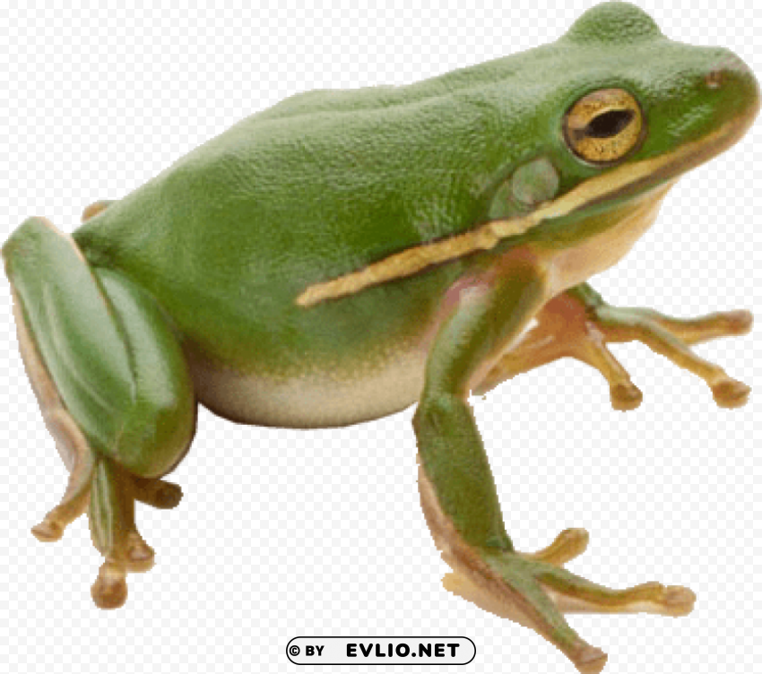 frog Isolated Graphic on Clear PNG