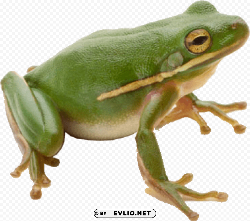 Frog Isolated Graphic On Clear PNG