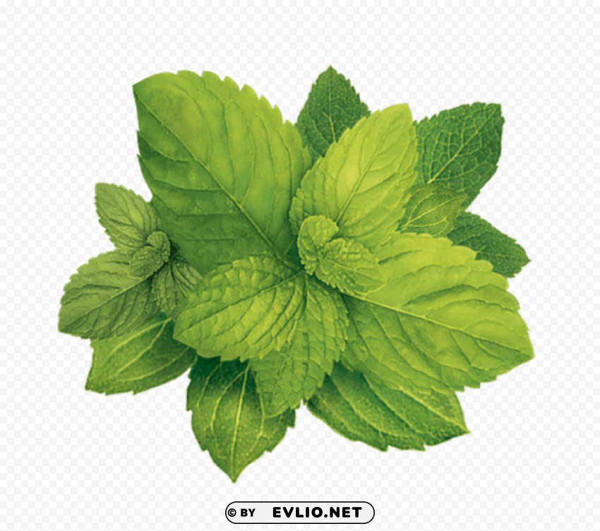 pepermint Transparent PNG Isolated Item