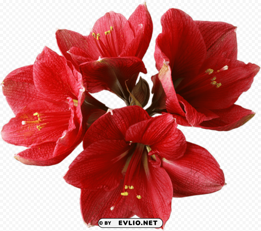 red orchid Clean Background Isolated PNG Character