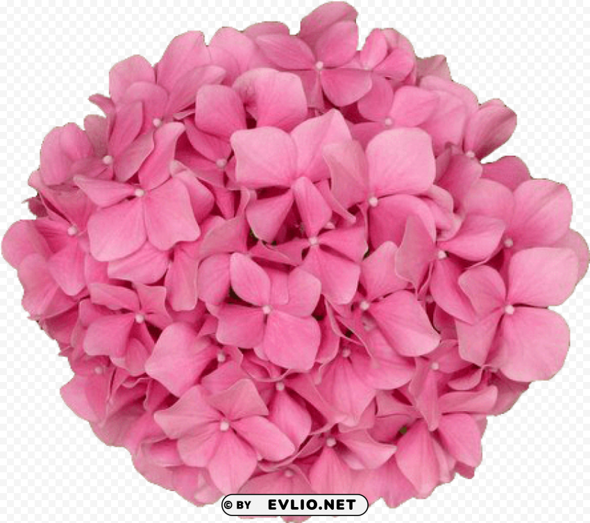 bunch of pink flowers PNG for free purposes
