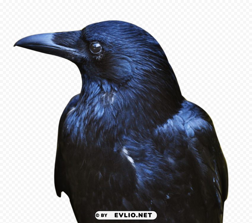 crow black Isolated Artwork on Clear Background PNG