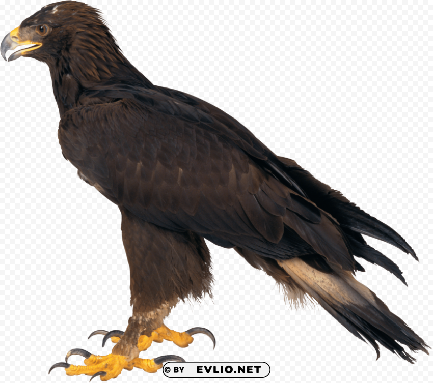 eagle PNG images for graphic design