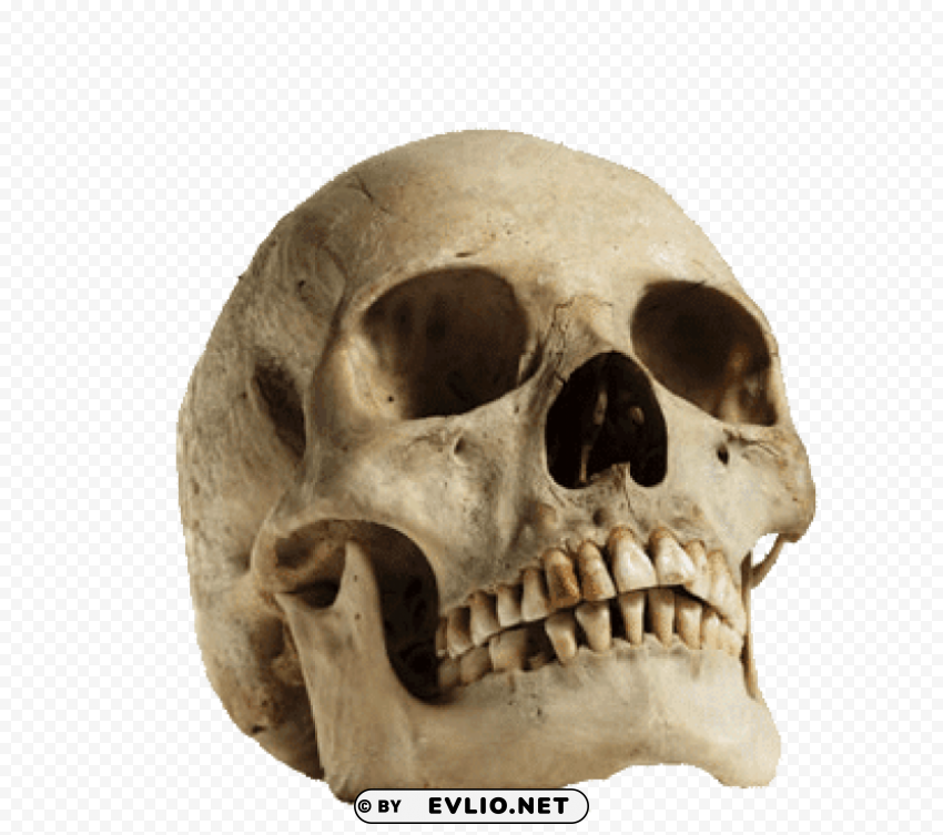 human skull looking up Isolated Item on Clear Background PNG