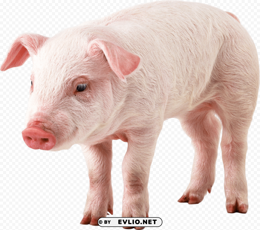 Pig PNG Image With Transparent Isolated Graphic