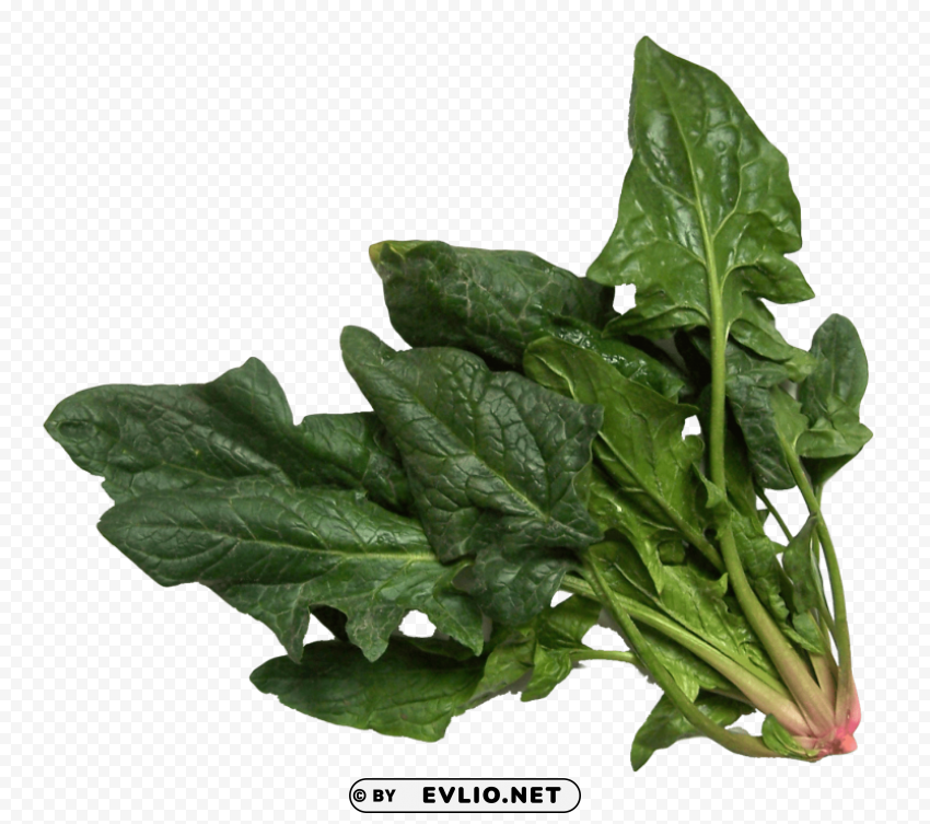 spinach Transparent PNG images for printing