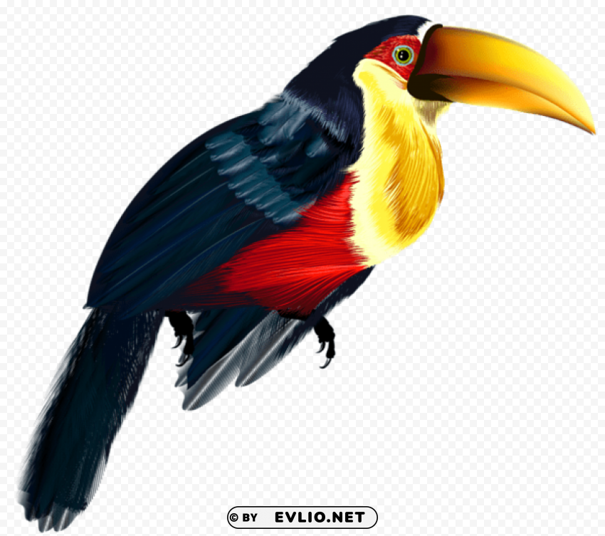 toucan Isolated Artwork on Transparent Background PNG