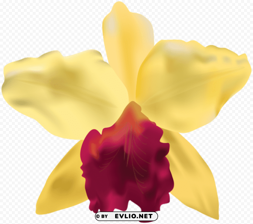 PNG image of yellow orchid Transparent PNG photos for projects with a clear background - Image ID 1bad7980