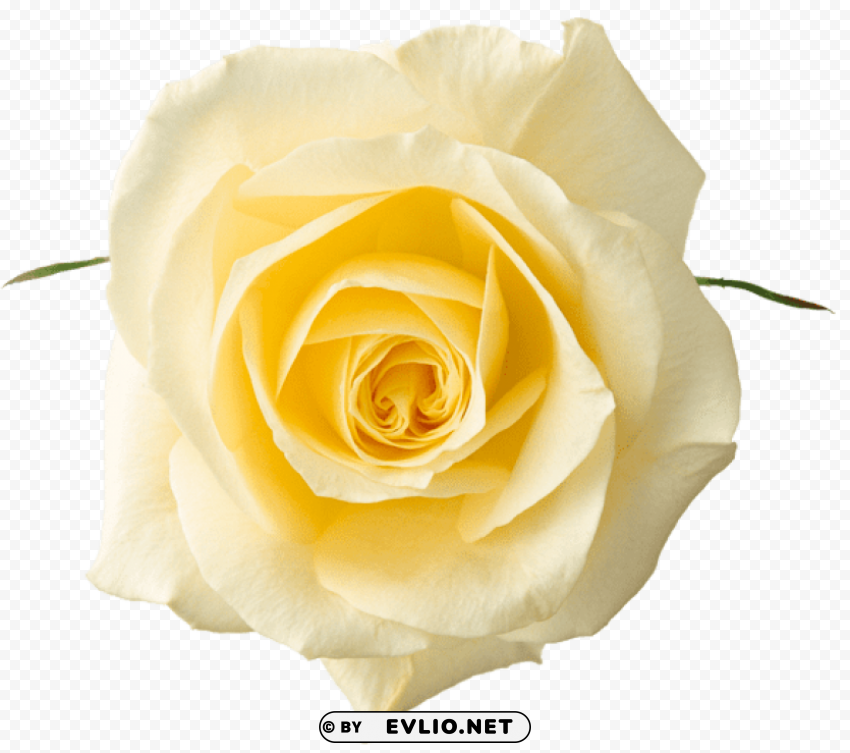 PNG image of yellow rosepicture Isolated Graphic with Transparent Background PNG with a clear background - Image ID af500f29