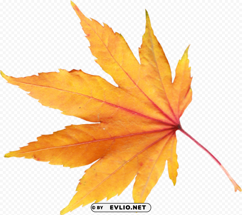 autumn leaf PNG with clear background set