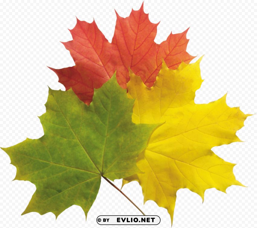 autumn leaves PNG transparent images for printing