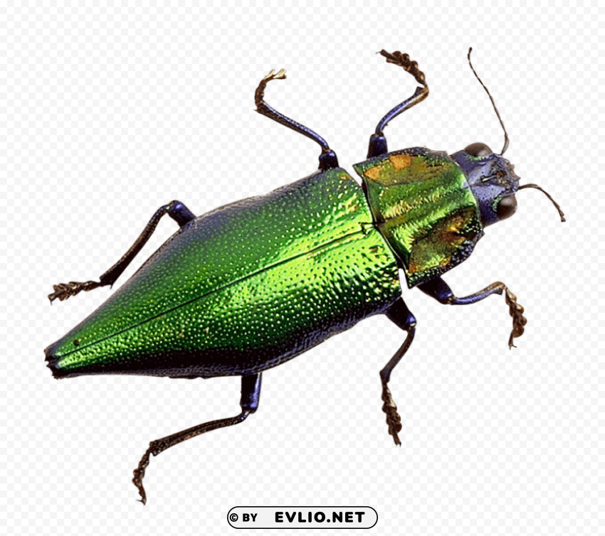 bug HighQuality Transparent PNG Isolated Art