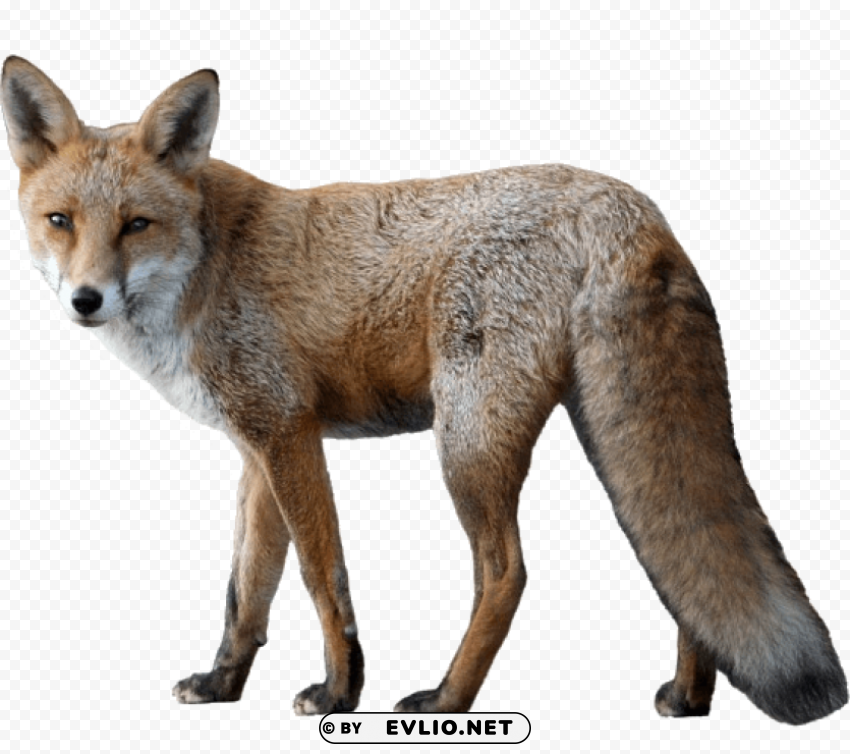 Fox - Crystal Image - ID 7e0fc819 Isolated Artwork with Clear Background in PNG