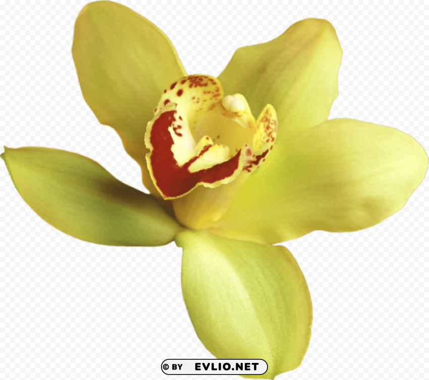  yellow orchid PNG transparent graphics for download