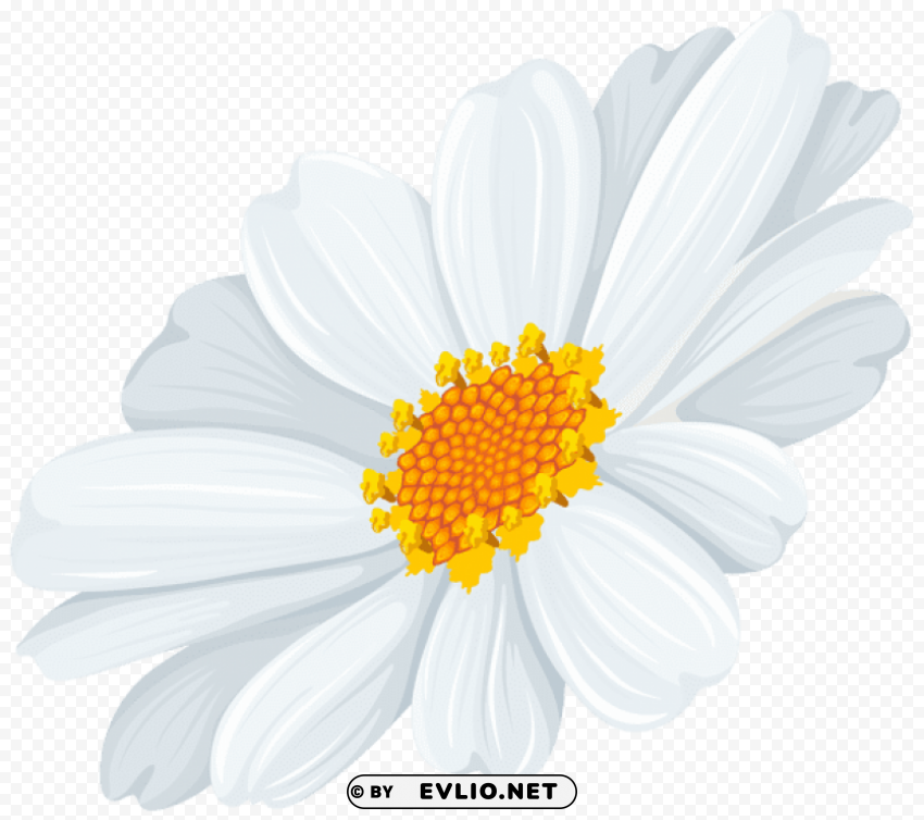 white daisy Isolated Object in HighQuality Transparent PNG