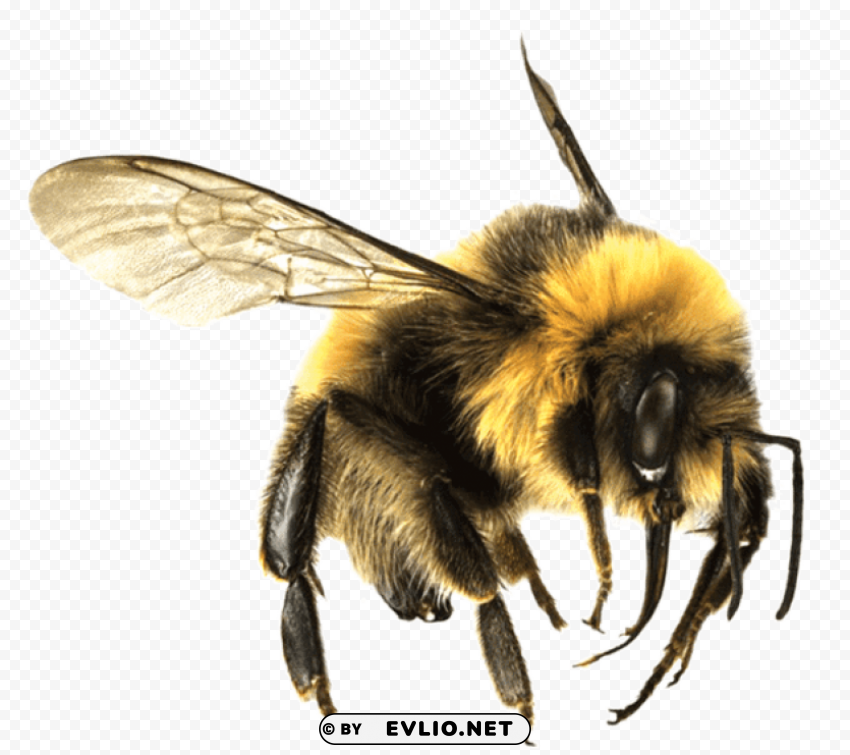 Bee Large PNG Files With Alpha Channel Assortment