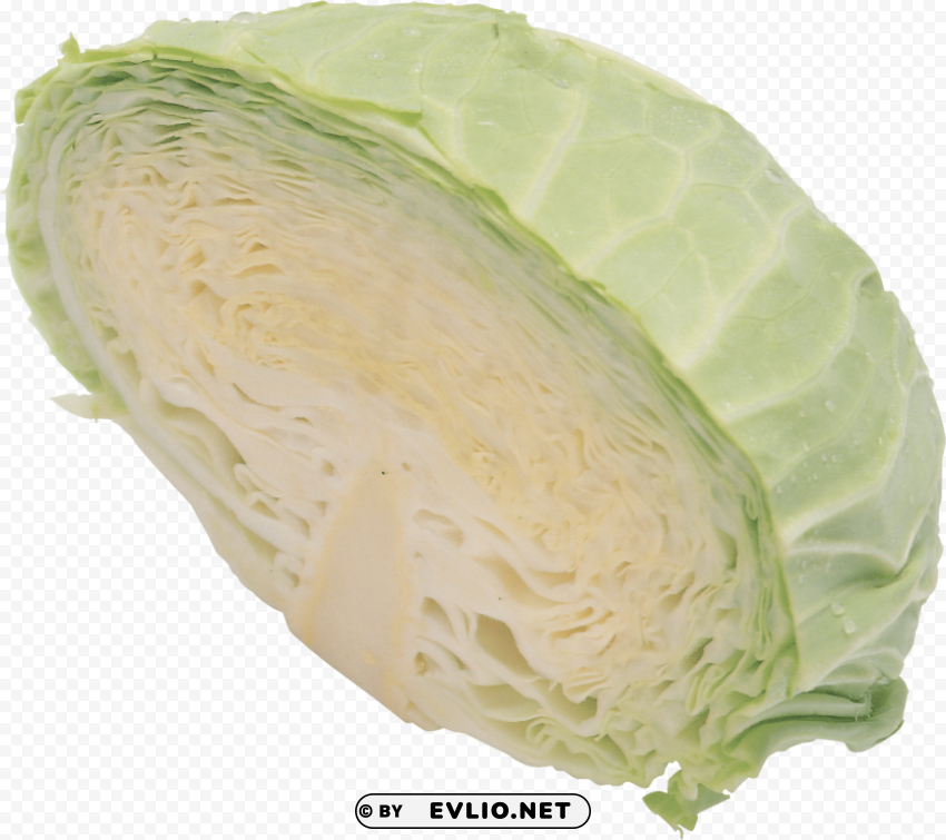 cabbage Isolated Artwork on Clear Transparent PNG